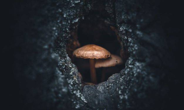 Le photographe @anskar.lenzen partage cette magnifique photo