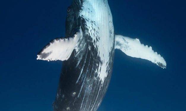 Capturer la vie sous marine par le photographe @craigparryphotography