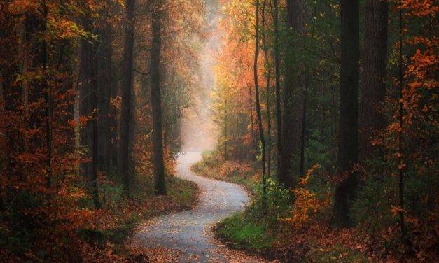 Superbe série d’images d’automne par Albert Dros photography