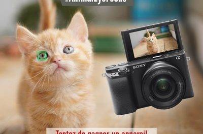 Concours photo Sony/Camara : sur le thème #AnimalEyeFocus